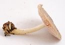 Pluteus cervinus image