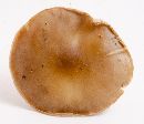 Pluteus cervinus image