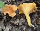 Cantharellus lateritius image