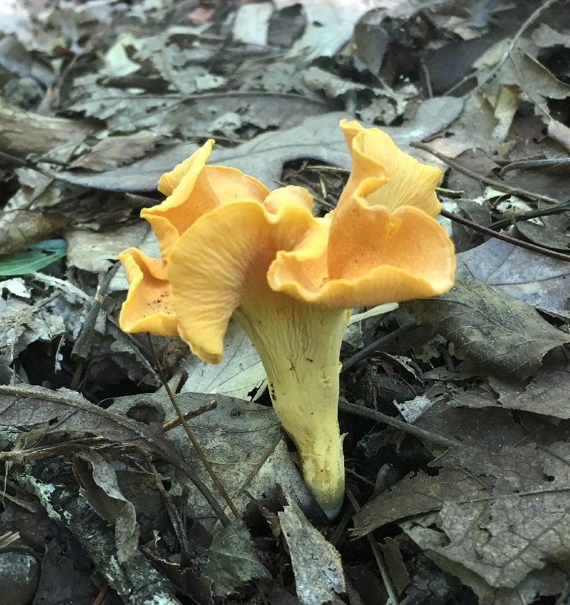 Cantharellus lateritius image