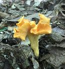 Cantharellus lateritius image