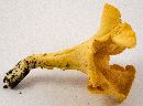 Cantharellus lateritius image