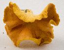 Cantharellus lateritius image