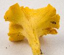 Cantharellus lateritius image