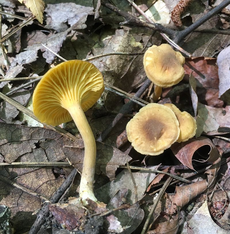 Cantharellus appalachiensis image