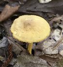 Cantharellus appalachiensis image