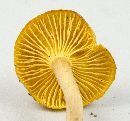 Cantharellus appalachiensis image