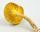 Cantharellus appalachiensis image