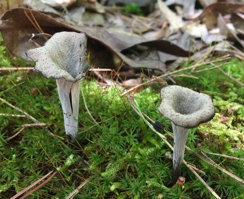 Craterellus cornucopioides image