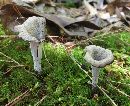 Craterellus cornucopioides image