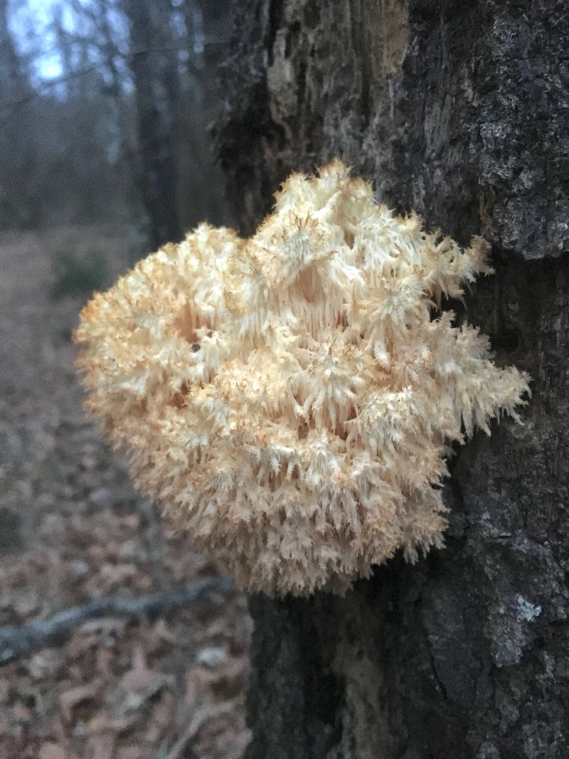 Hericium coralloides image