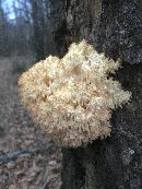 Hericium coralloides image