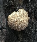 Hericium coralloides image