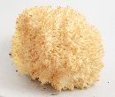 Hericium coralloides image