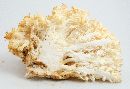 Hericium coralloides image