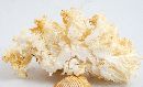 Hericium coralloides image