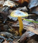 Hygrocybe psittacina var. psittacina image