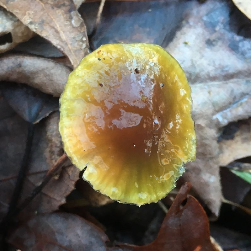 Hygrocybe psittacina var. psittacina image