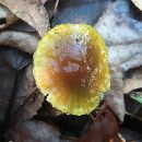 Hygrocybe psittacina var. psittacina image