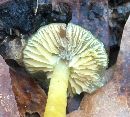 Hygrocybe psittacina var. psittacina image