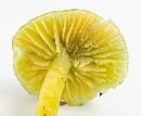 Hygrocybe psittacina var. psittacina image