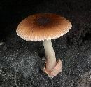 Amanita fulva image