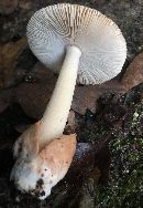 Amanita fulva image