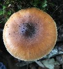 Amanita fulva image