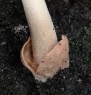 Amanita fulva image