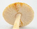 Amanita fulva image