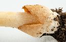 Amanita fulva image