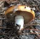 Cortinarius mucosus image