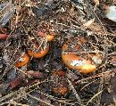 Cortinarius mucosus image