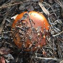 Cortinarius mucosus image