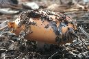 Cortinarius mucosus image