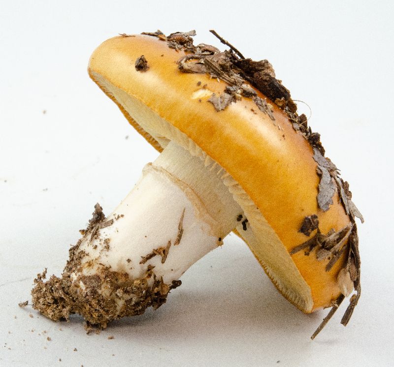 Cortinarius mucosus image