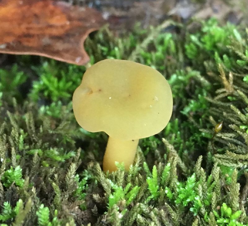 Leotia lubrica image