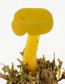 Leotia lubrica image