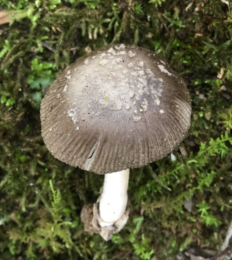 Amanita vaginata image