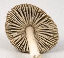 Amanita vaginata image