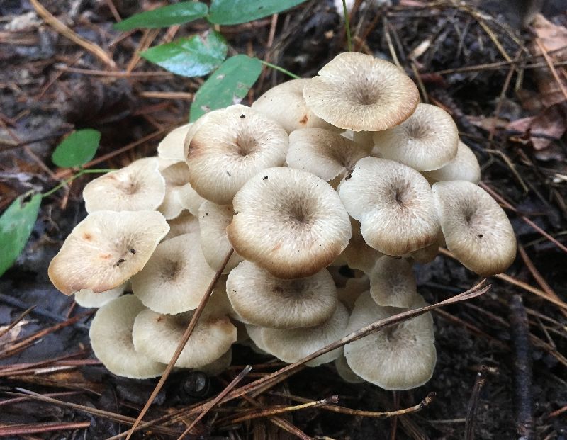 Polyporus umbellatus image