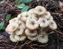 Polyporus umbellatus image