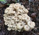 Polyporus umbellatus image