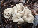 Polyporus umbellatus image