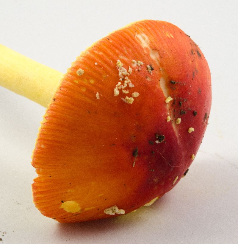 Amanita parcivolvata image