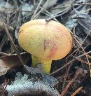 Pulveroboletus ravenelii image