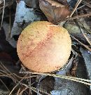 Pulveroboletus ravenelii image