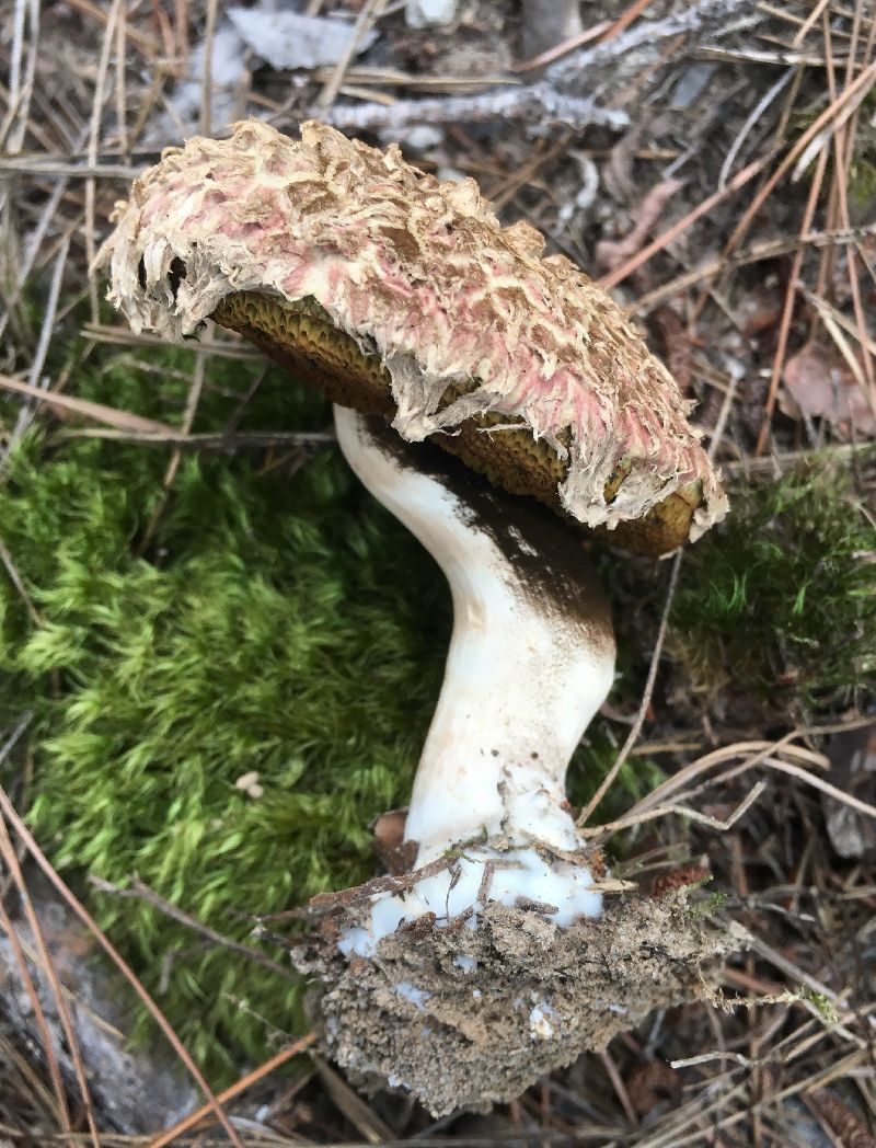 Boletellus ananas image