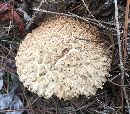 Boletellus ananas image