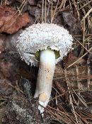 Boletellus ananas image